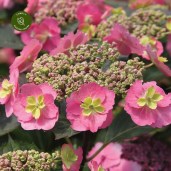 hydrangea-serrata-blueberry-cheescake-5 (1)3